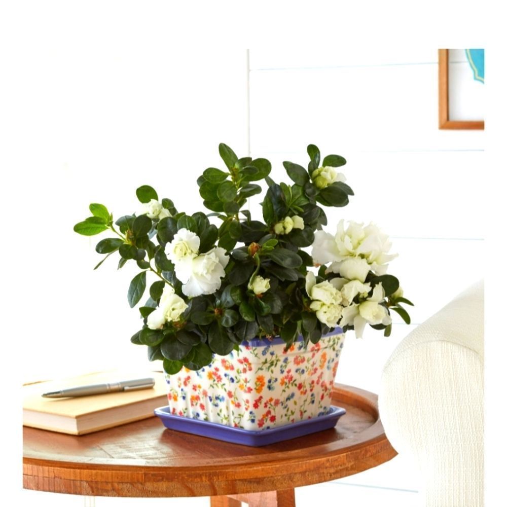 SOLD ioneer Woman PLANTER  Toss Blue 6in square Planter, free gift, Gift Idea 🌺